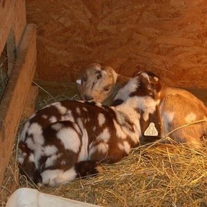 Meet your Posher, Janet